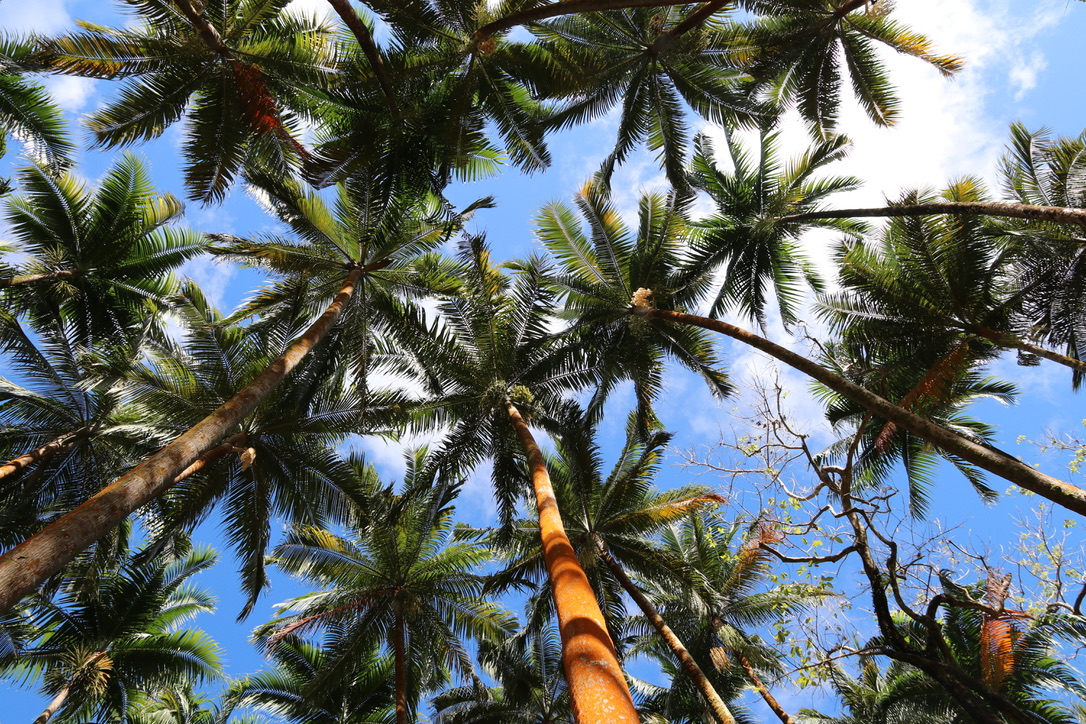Que faire pendant un séjour à La Réunion