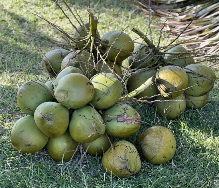 Voyage durable à La Réunion, sans renoncer au plaisir